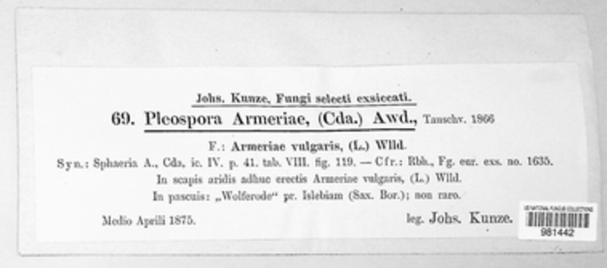Stemphylium armeriae image